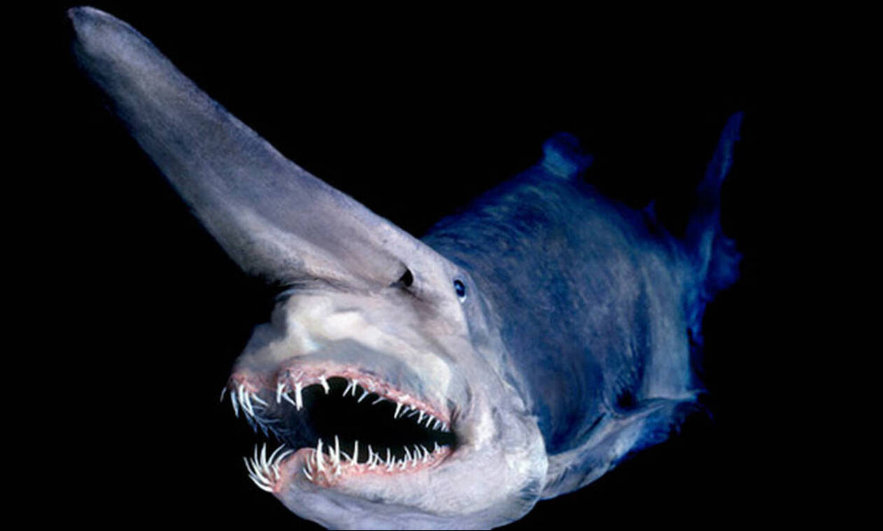 Οι περισσότεροι καρχαρίες έχουν αχρωματοψία σύμφωνα με ερευνητές