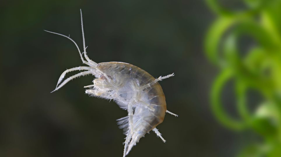 Βρετανοί επιστήμονες βρήκαν κοκαΐνη μέσα σε γαρίδες που ζουν σε ποτάμια