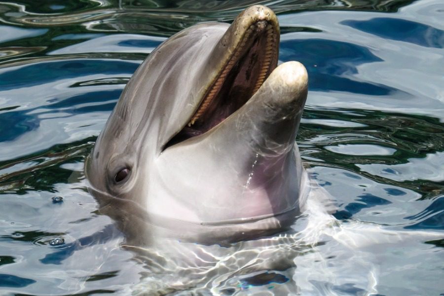 Γιατί ξεβράζονται ακέφαλα δελφίνια στην Ισπανία;