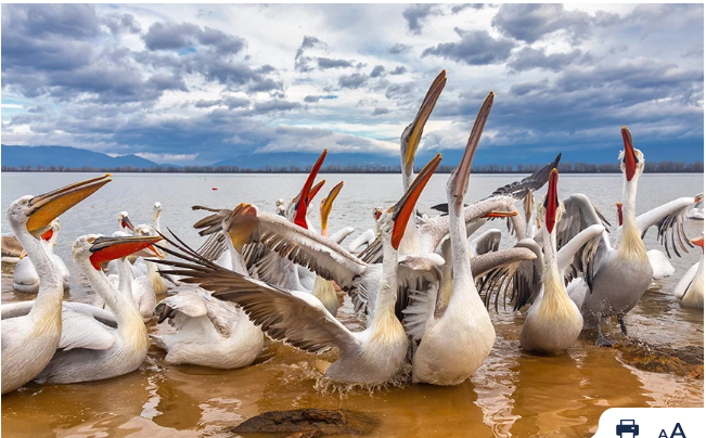 Εντυπωσιακές φωτογραφίες από τη Λίμνη Κερκίνη: Αργυροπελεκάνοι «φλερτάρουν» με τους ψαράδες
