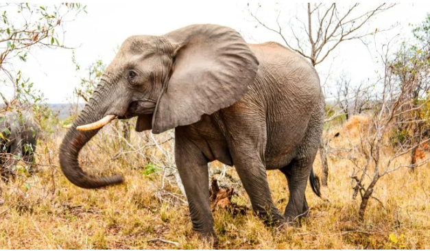 Ισπανία: Ελέφαντας σκότωσε εργαζόμενο σε ζωολογικό κήπο