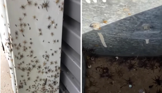 Εφιαλτικές εικόνες στην Αυστραλία: Εκατομμύρια αράχνες μπαίνουν σε σπίτια λόγω των πλημμυρών