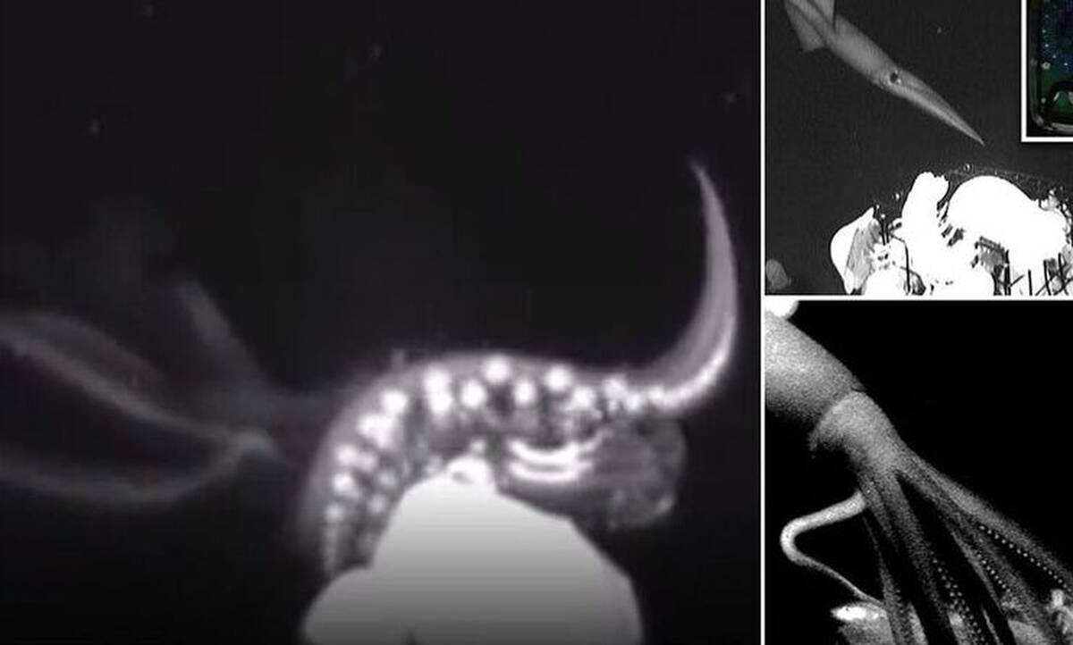 Γιγάντιο καλαμάρι καταγράφεται για πρώτη φορά να κυνηγά τη λεία του (video)