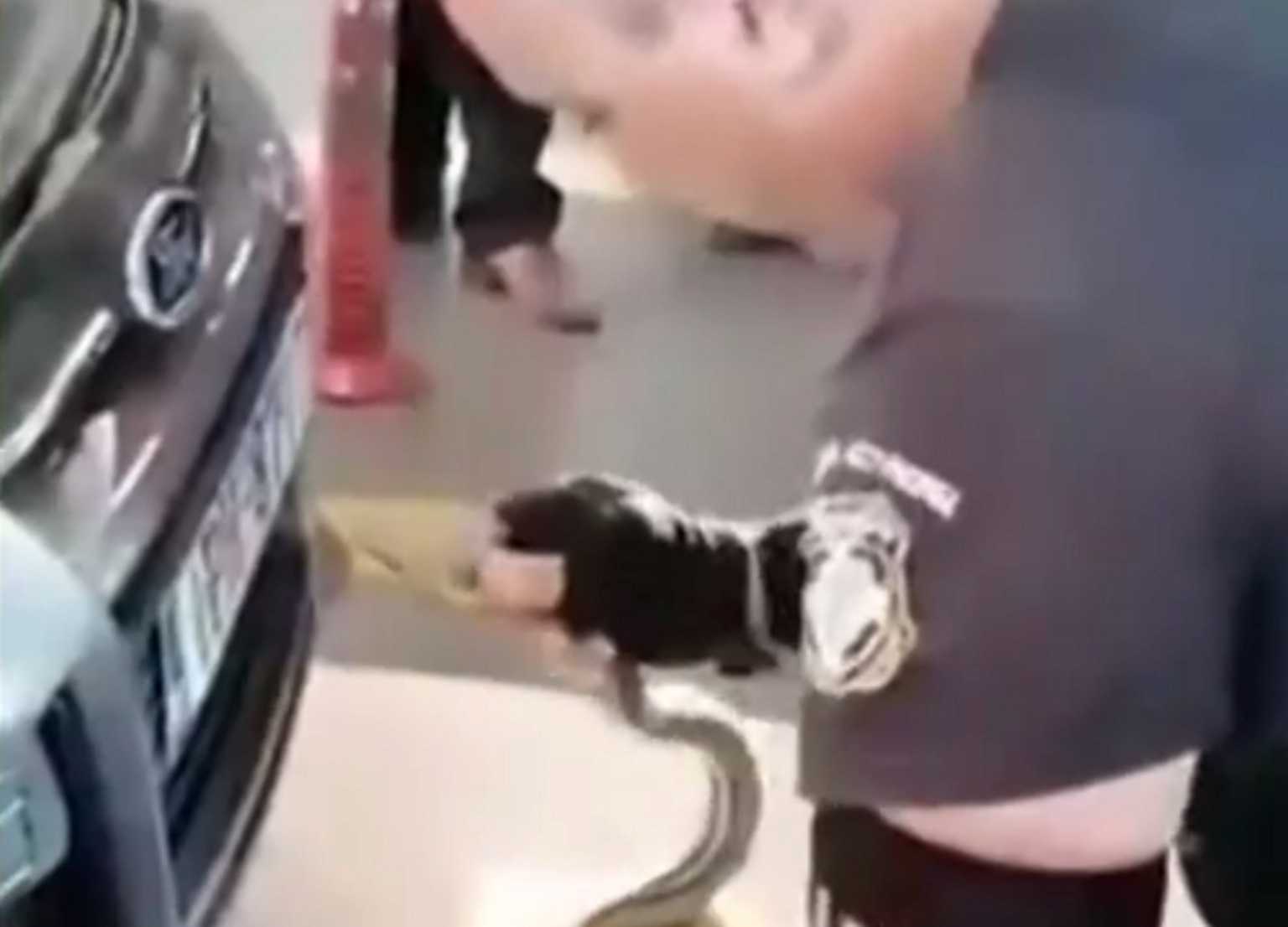 Πανικός στο ΚΤΕΛ Κηφισού – Βρήκε φίδι στη μηχανή του αυτοκινήτου του