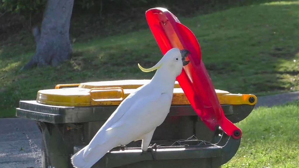 Αυστραλία: Θρασύτατοι παπαγάλοι μαθαίνουν να λεηλατούν κάδους απορριμμάτων