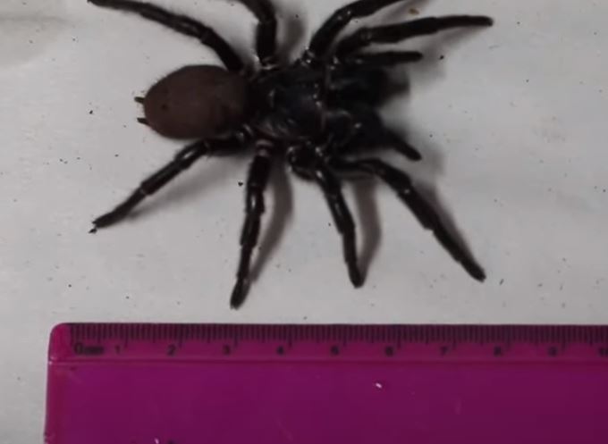 Αυστραλία – Αράχνη διπλάσσια σε μέγεθος από τις υπόλοιπες τρυπάει νύχια με τα δόντια της