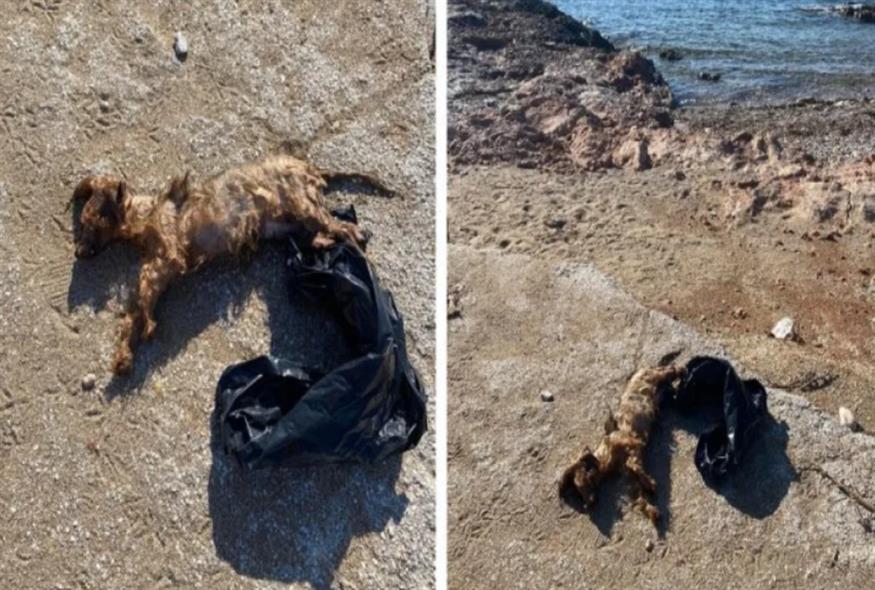 Αποτροπιασμός στη Βούλα: Πέταξαν σκύλο στη θάλασσα μέσα σε σακούλα
