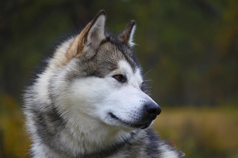 Σκύλος – Ένα Μάλαμουτ Αλάσκας αποχαιρετά την ιδιοκτήτριά του λίγο πριν την ευθανασία και συγκλονίζει