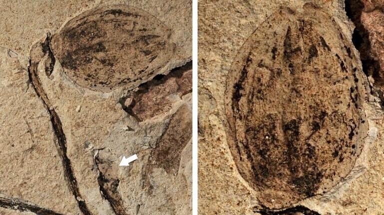 Ανακαλύφθηκε το αρχαιότερο απολιθωμένο μπουμπούκι λουλουδιού στον κόσμο