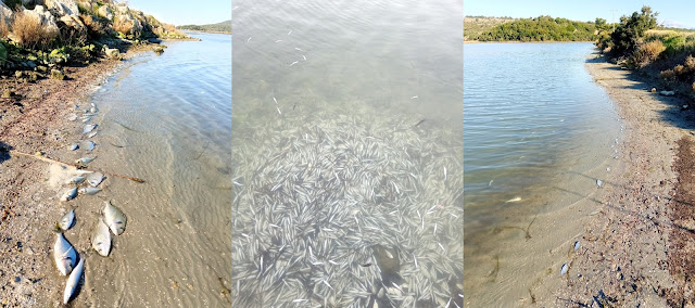 Κακοκαιρία «Ελπίδα»: Νεκρά από το κρύο περίπου 370.000 ψάρια στη λιμνοθάλασσα Δρεπάνου