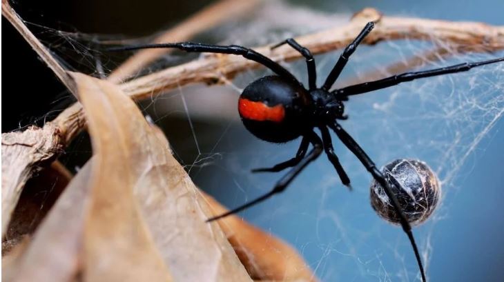 Πήλιο: Αράχνη “μαύρη χήρα” τσίμπησε 4χρονο στην Πορταριά – Εσπευσμένα στην Αθήνα το αγοράκι