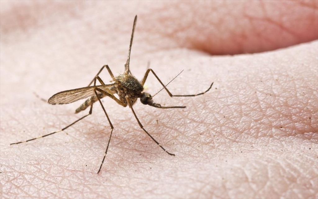 Σε λειτουργία εφαρμογή στα smartphone δείχνει σε ποιες περιοχές έχει πολλά κουνούπια