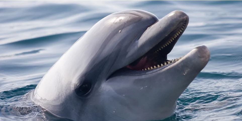 «Προσοχή, δελφίνι που δαγκώνει»: Η περίεργη προειδοποίηση