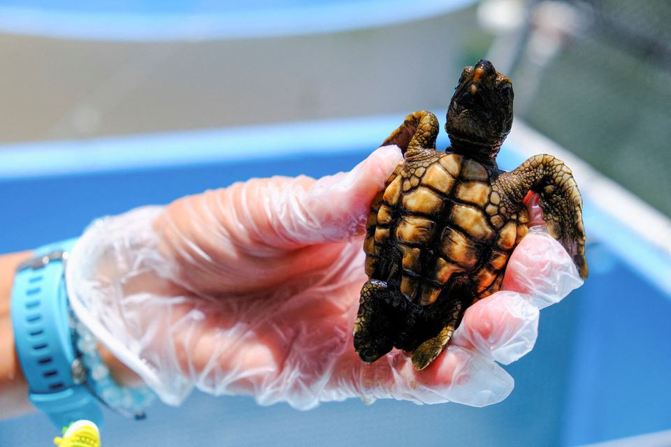 Κλιματική αλλαγή: Οι θαλάσσιες χελώνες γεννιούνται σχεδόν όλες θηλυκές