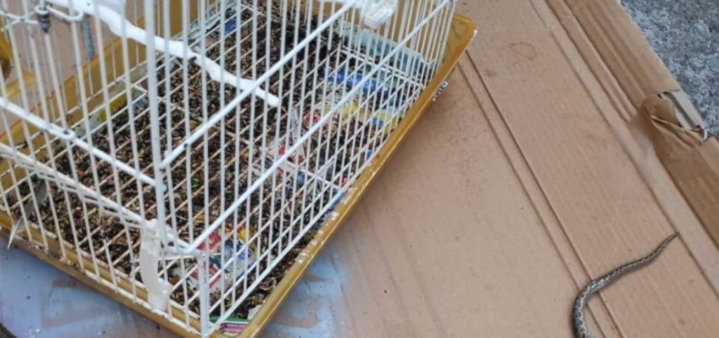 Χανιά: Φίδι μπήκε στο κλουβί και έφαγε καναρίνια