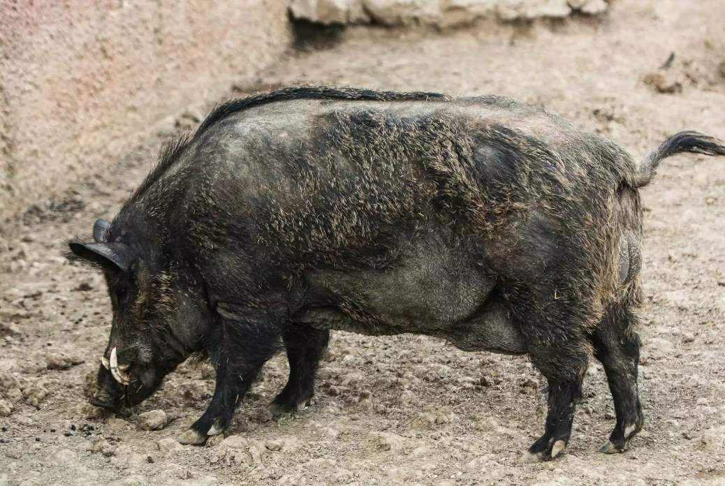Κιλκίς: Κυνηγοί χάρισαν 300 κιλά κρέας αγριογούρουνων σε συσσίτια, πολύτεκνους και απόρους