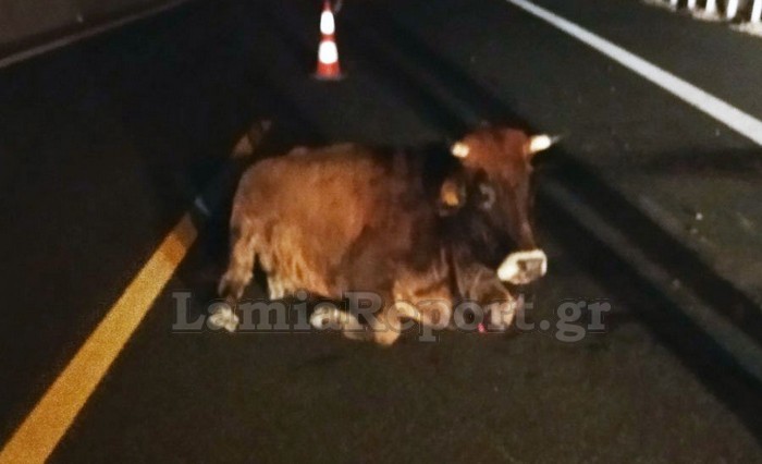 Λαμία: Τροχαίο με… αγελάδα στην εθνική οδό [εικόνες]