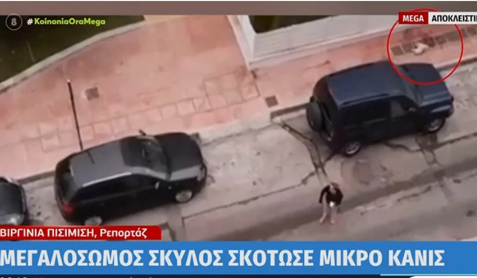 Δραπετσώνα: Λυκόσκυλο κατασπάραξε κανίς μέσα από την αγκαλιά της ιδιοκτήτριας του στη μέση του δρόμου
