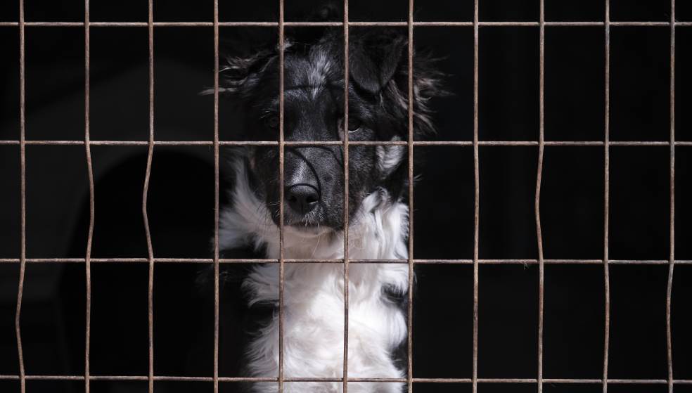 Ρέθυμνο: Χειροπέδες και πρόστιμο 1.300 ευρώ σε άνδρα που είχε το σκύλο του σε άθλιες συνθήκες