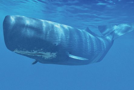 Βρήκαν απολιθωμένο κρανίο φάλαινας στο Μέριλαντ – Είναι 12 εκατομμυρίων ετών