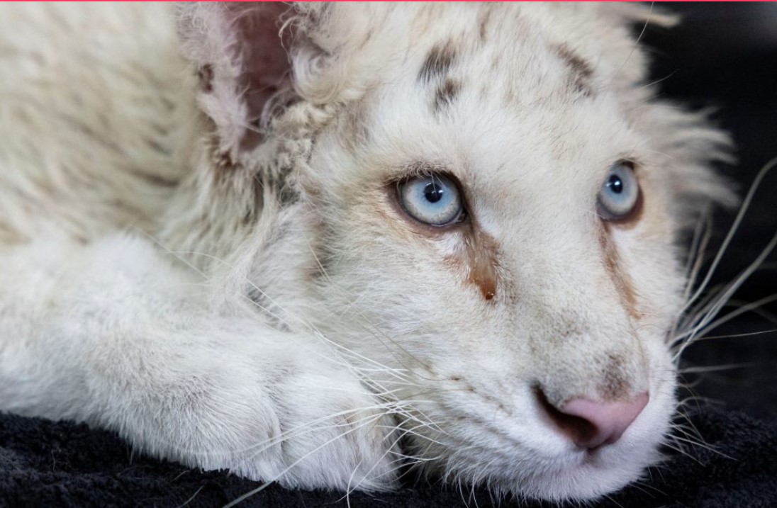 Αττικό Ζωολογικό Πάρκο: Σοβαρή παραμένει η κατάσταση της υγείας της μικρής τίγρης