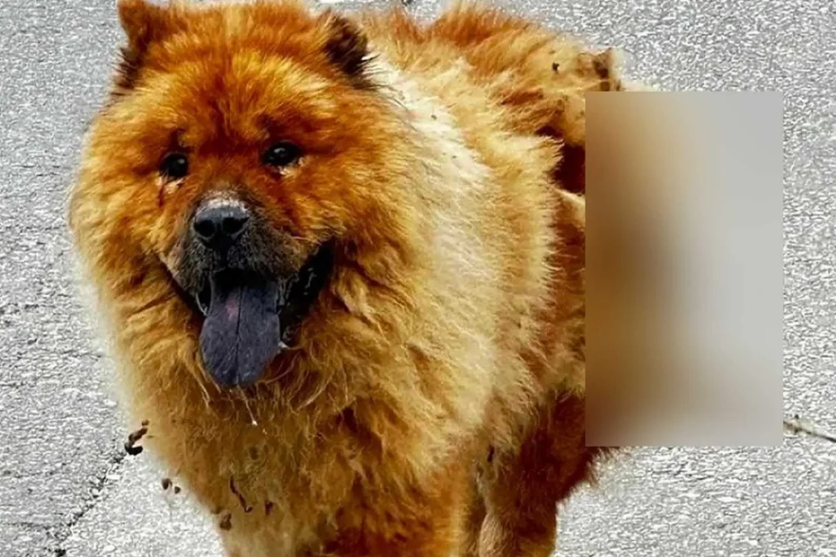 Χανιά: Κακοποιήθηκε σκύλος με καυστικό υγρό – Του προκάλεσαν έγκαυμα στην πλάτη