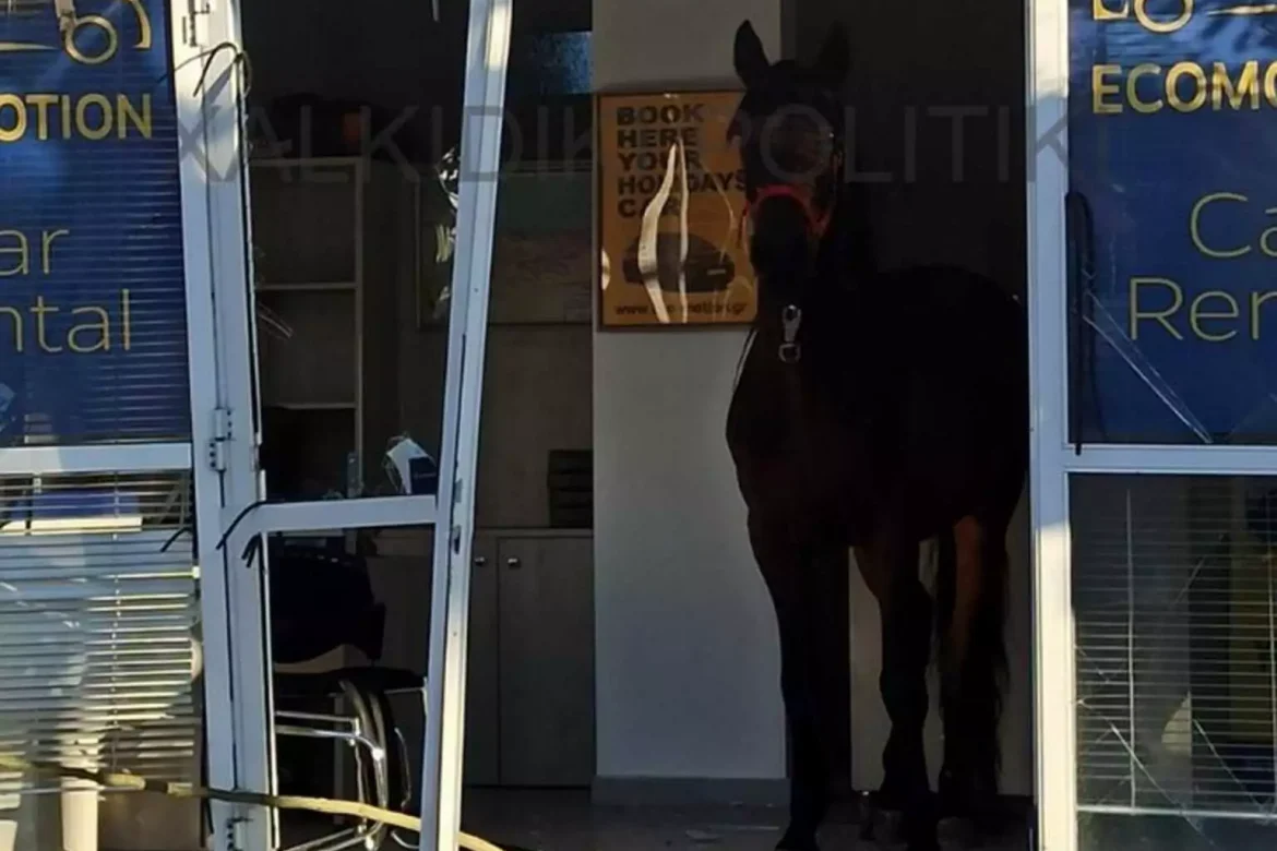 Χαλκιδική: Αφηνιασμένο άλογο έκανε γυαλιά – καρφιά επιχείρηση με ενοικιαζόμενα αυτοκίνητα στη Νικήτη