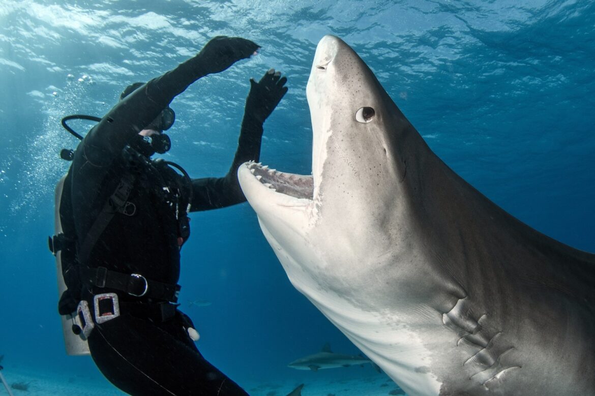 Καρέ καρέ η στιγμή που καρχαρίας τίγρης καταπίνει μία… κάμερα